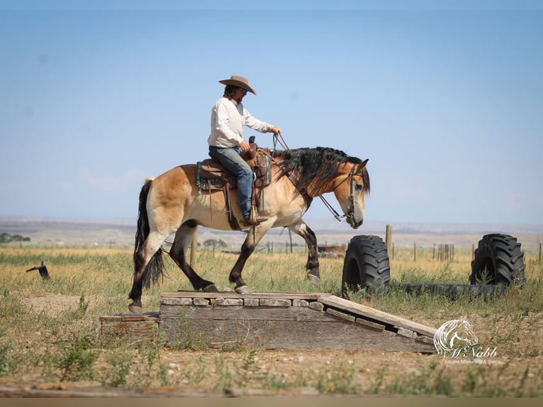 caballo de tiro Mestizo Caballo castrado 8 años 157 cm Buckskin/Bayo in Cody