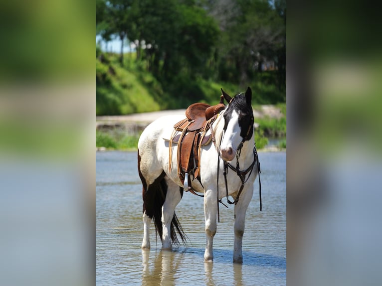 caballo de tiro Mestizo Caballo castrado 8 años 157 cm in Dublin, TX