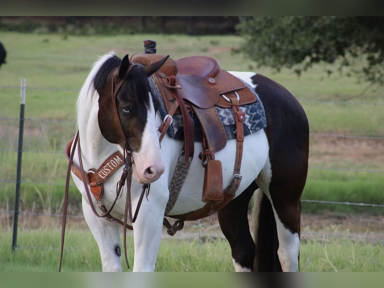 caballo de tiro Mestizo Caballo castrado 8 años 157 cm in Dublin, TX