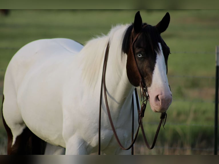 caballo de tiro Mestizo Caballo castrado 8 años 157 cm in Dublin, TX