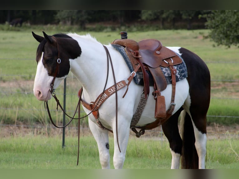 caballo de tiro Mestizo Caballo castrado 8 años 157 cm in Dublin, TX