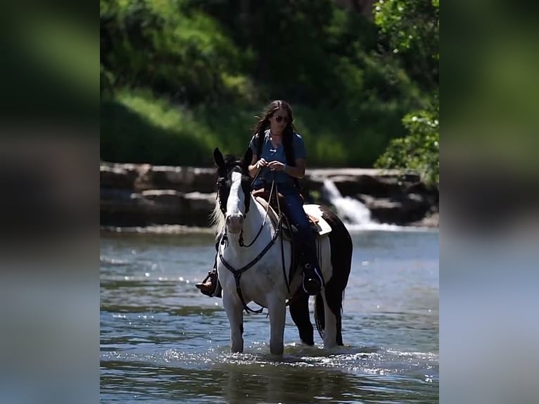 caballo de tiro Mestizo Caballo castrado 8 años 157 cm in Dublin, TX