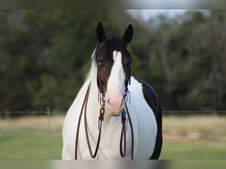 caballo de tiro Mestizo Caballo castrado 8 años 157 cm in Dublin, TX