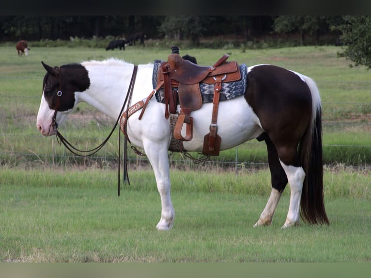 caballo de tiro Mestizo Caballo castrado 8 años 157 cm in Dublin, TX