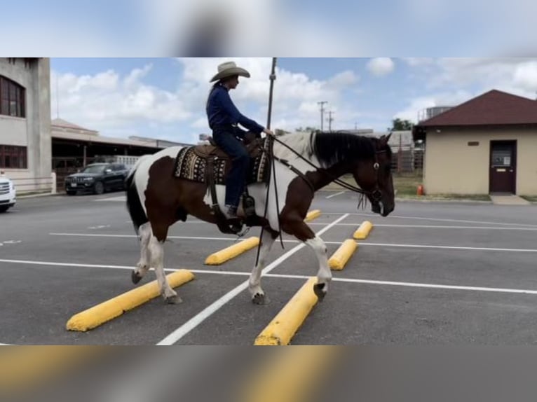 caballo de tiro Mestizo Caballo castrado 8 años 157 cm Castaño rojizo in Ponder