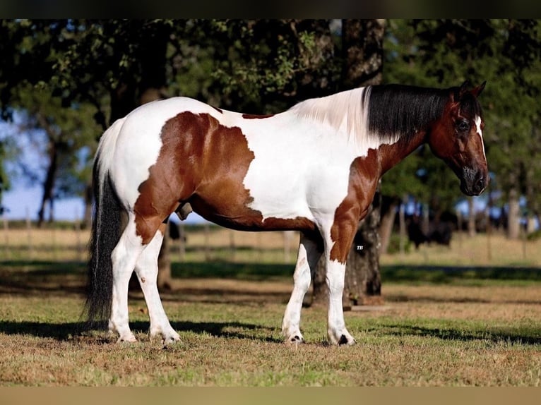 caballo de tiro Mestizo Caballo castrado 8 años 157 cm Castaño rojizo in Ponder