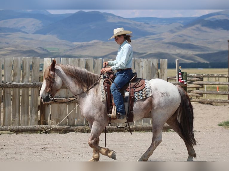 caballo de tiro Mestizo Caballo castrado 8 años 157 cm Ruano alazán in Dillon, MT