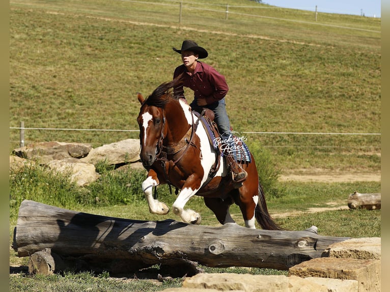 caballo de tiro Mestizo Caballo castrado 8 años 157 cm Tobiano-todas las-capas in Millersburg