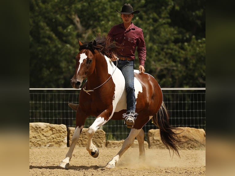 caballo de tiro Mestizo Caballo castrado 8 años 157 cm Tobiano-todas las-capas in Millersburg