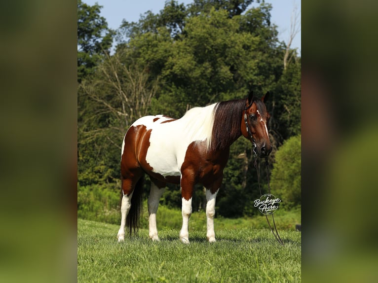caballo de tiro Mestizo Caballo castrado 8 años 157 cm Tobiano-todas las-capas in Millersburg