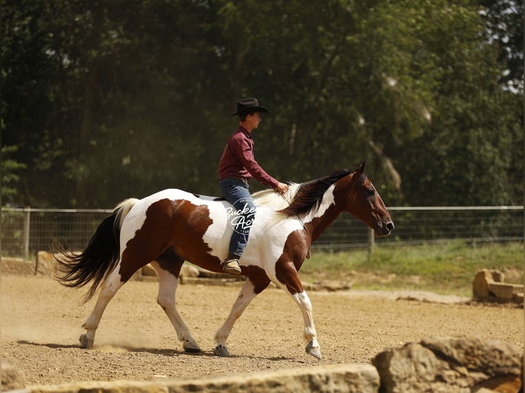 caballo de tiro Mestizo Caballo castrado 8 años 157 cm Tobiano-todas las-capas in Millersburg
