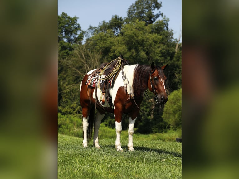 caballo de tiro Mestizo Caballo castrado 8 años 157 cm Tobiano-todas las-capas in Millersburg
