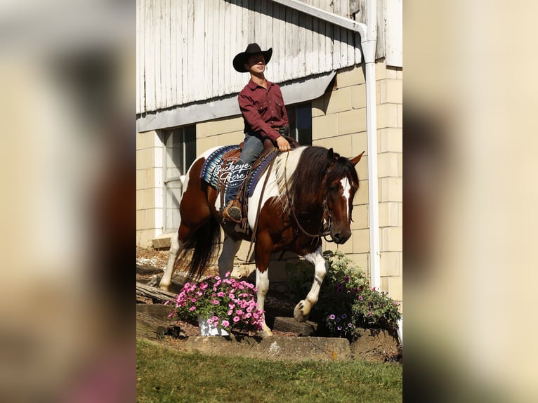 caballo de tiro Mestizo Caballo castrado 8 años 157 cm Tobiano-todas las-capas in Millersburg