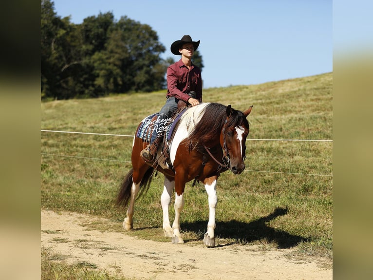 caballo de tiro Mestizo Caballo castrado 8 años 157 cm Tobiano-todas las-capas in Millersburg
