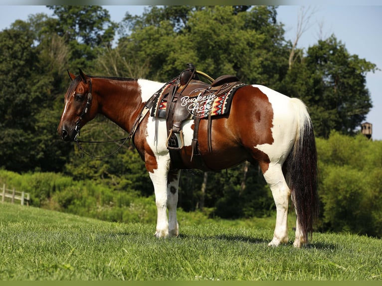 caballo de tiro Mestizo Caballo castrado 8 años 157 cm Tobiano-todas las-capas in Millersburg