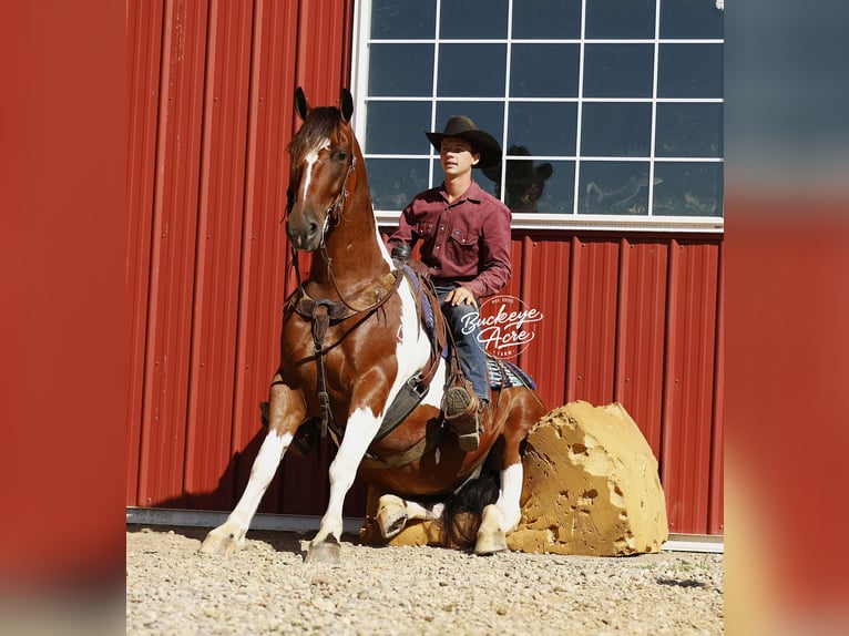 caballo de tiro Mestizo Caballo castrado 8 años 157 cm Tobiano-todas las-capas in Millersburg