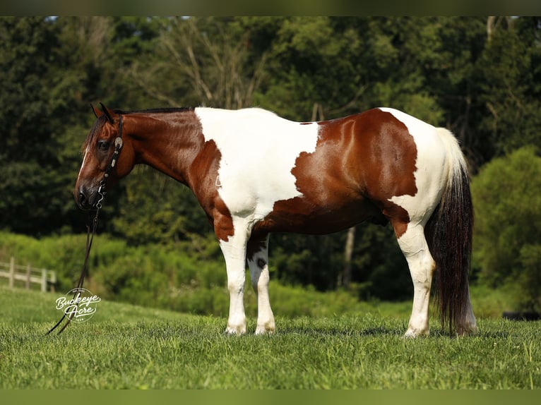 caballo de tiro Mestizo Caballo castrado 8 años 157 cm Tobiano-todas las-capas in Millersburg