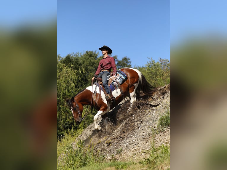 caballo de tiro Mestizo Caballo castrado 8 años 157 cm Tobiano-todas las-capas in Millersburg