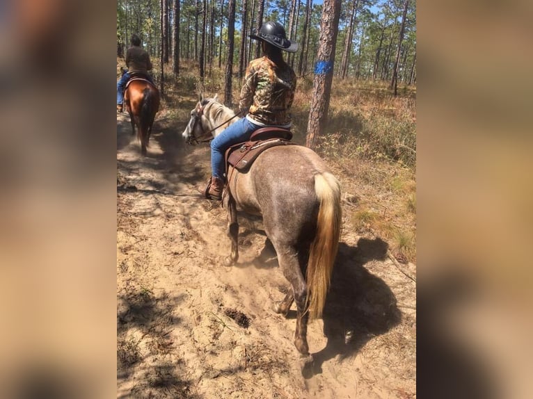 caballo de tiro Mestizo Caballo castrado 8 años 157 cm Tordo in Brooksville, FL