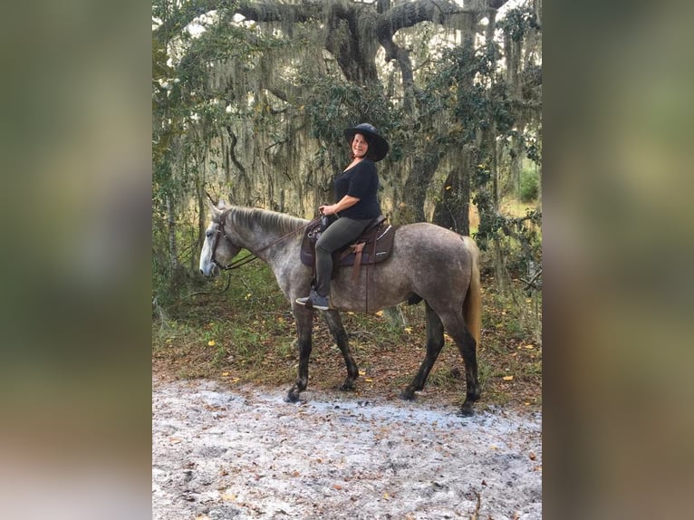 caballo de tiro Mestizo Caballo castrado 8 años 157 cm Tordo in Brooksville, FL