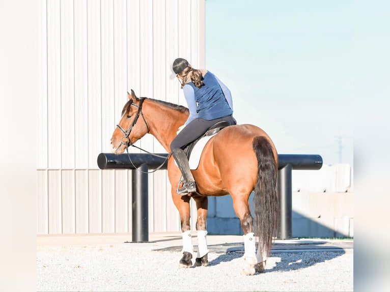 caballo de tiro Mestizo Caballo castrado 8 años 160 cm Castaño rojizo in Sullivan, IL