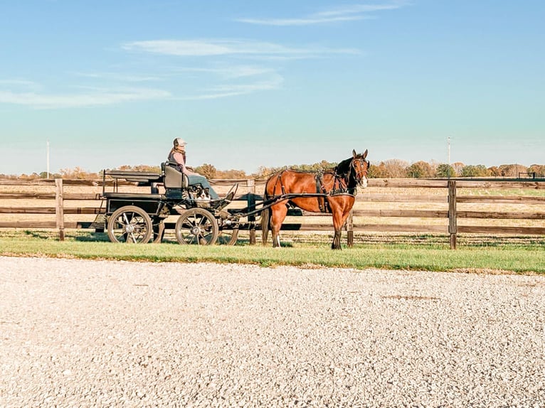 caballo de tiro Mestizo Caballo castrado 8 años 160 cm Castaño rojizo in Sullivan, IL