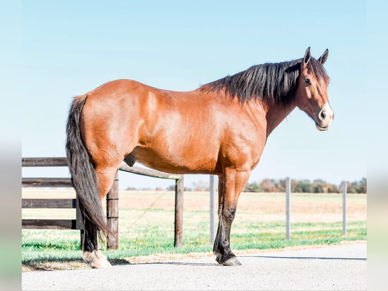 caballo de tiro Mestizo Caballo castrado 8 años 160 cm Castaño rojizo in Sullivan, IL