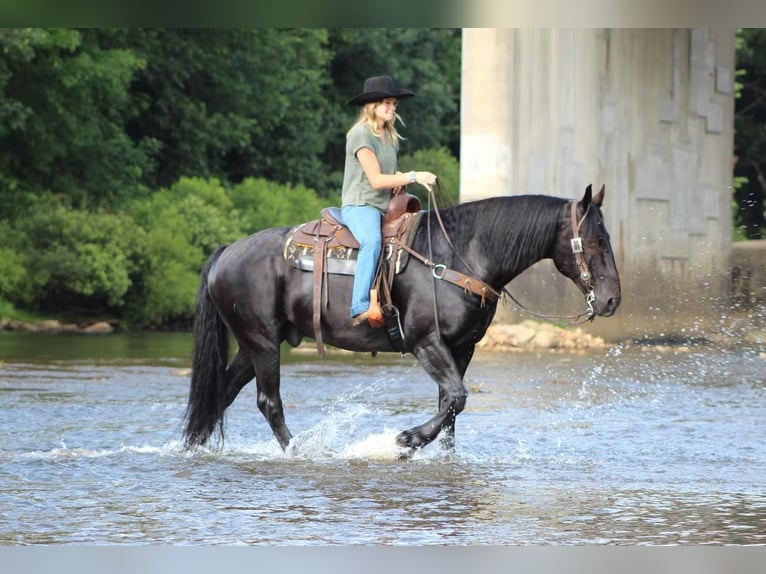 caballo de tiro Mestizo Caballo castrado 8 años 160 cm Negro in Shippenville, PA