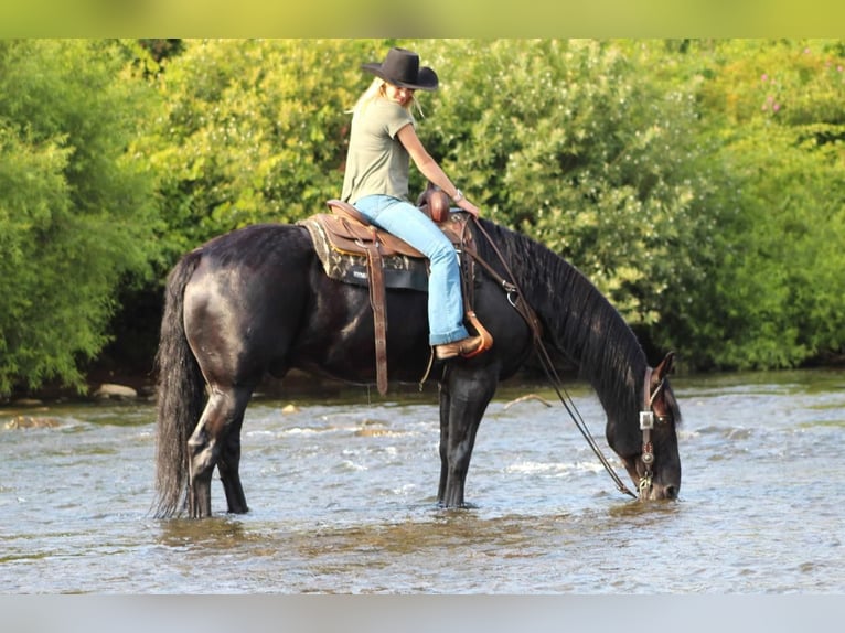 caballo de tiro Mestizo Caballo castrado 8 años 160 cm Negro in Shippenville, PA
