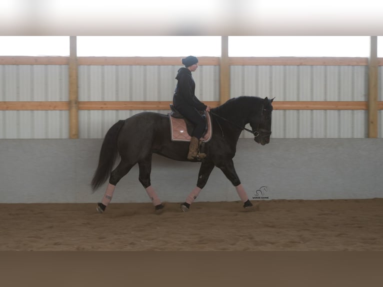 caballo de tiro Mestizo Caballo castrado 8 años 160 cm Ruano azulado in Fredericksburg