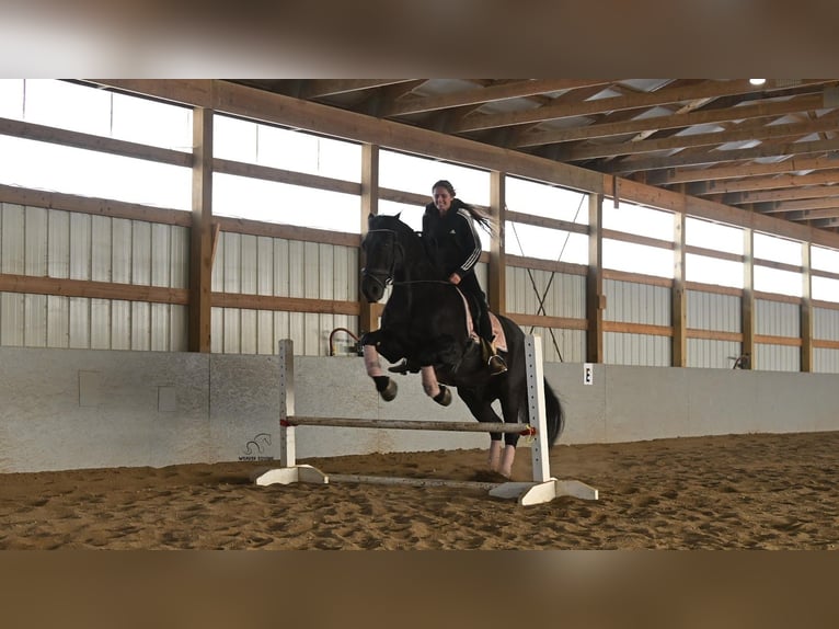 caballo de tiro Mestizo Caballo castrado 8 años 160 cm Ruano azulado in Fredericksburg