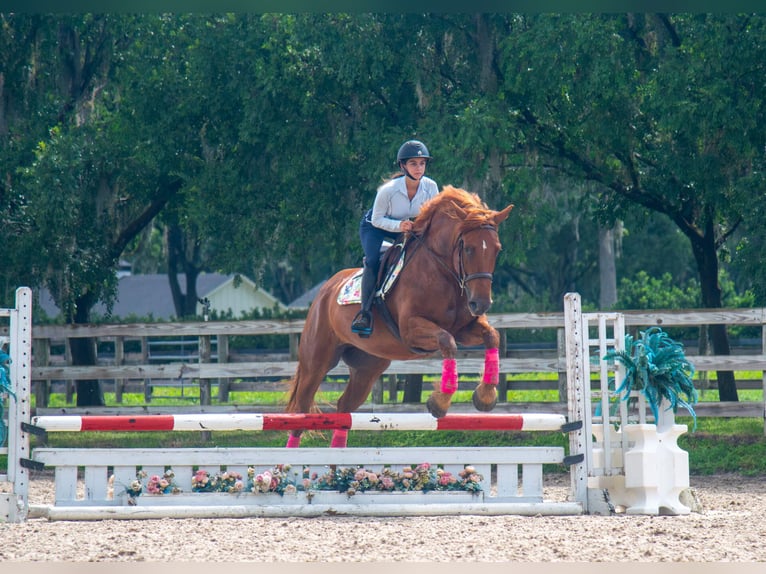 caballo de tiro Mestizo Caballo castrado 8 años 163 cm Alazán rojizo in Ocala