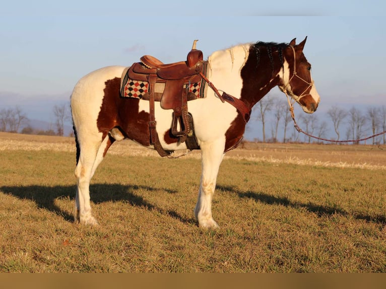 caballo de tiro Mestizo Caballo castrado 8 años 163 cm in Rebersburg, PA