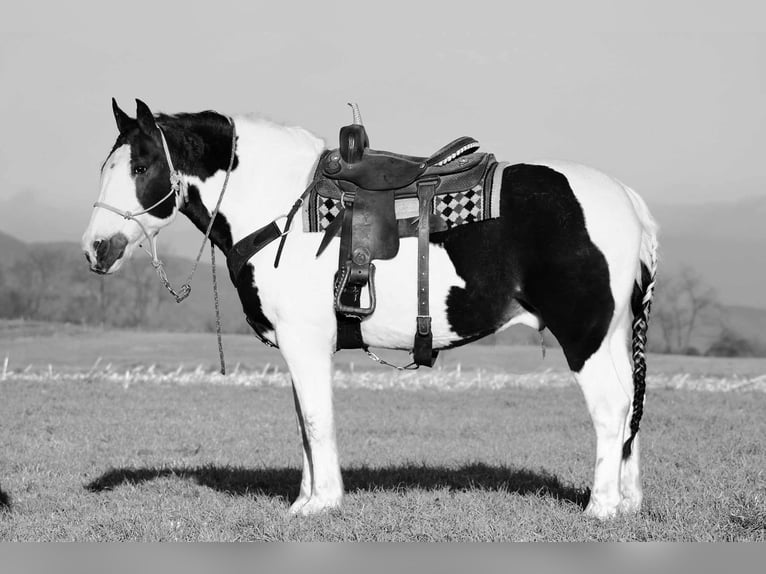 caballo de tiro Mestizo Caballo castrado 8 años 163 cm in Rebersburg, PA
