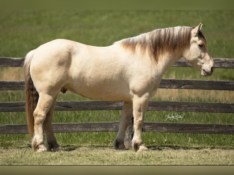 caballo de tiro Mestizo Caballo castrado 8 años 163 cm Champán in Madisonville, KY