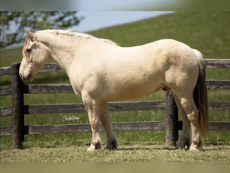 caballo de tiro Mestizo Caballo castrado 8 años 163 cm Champán in Madisonville, KY