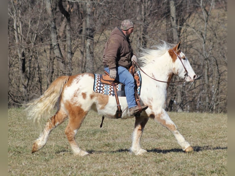caballo de tiro Caballo castrado 8 años 163 cm Overo-todas las-capas in Mount Vernon KY