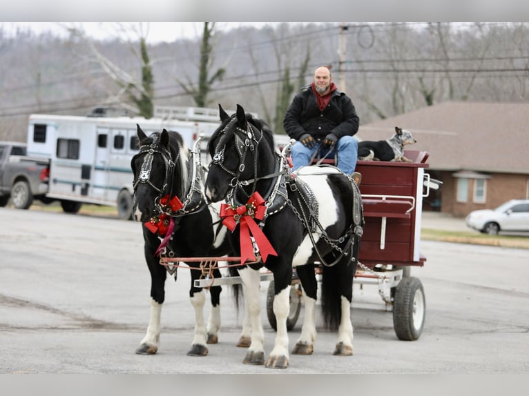 caballo de tiro Mestizo Caballo castrado 8 años 163 cm Pío in Crab Orchard