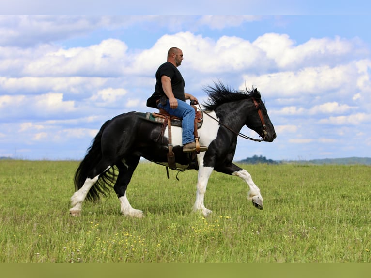 caballo de tiro Mestizo Caballo castrado 8 años 163 cm Pío in Crab Orchard