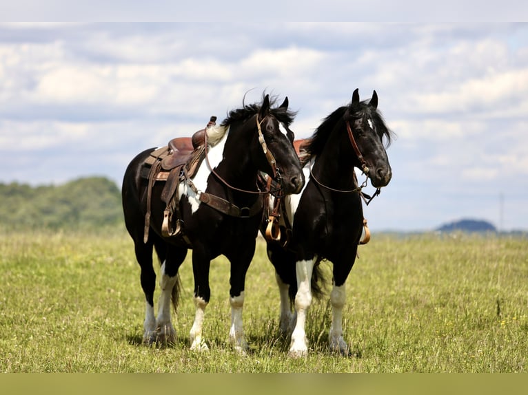 caballo de tiro Mestizo Caballo castrado 8 años 163 cm Pío in Crab Orchard