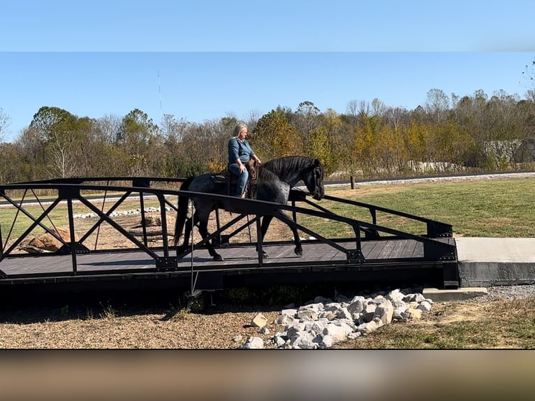 caballo de tiro Mestizo Caballo castrado 8 años 163 cm Ruano azulado in Henderson, KY