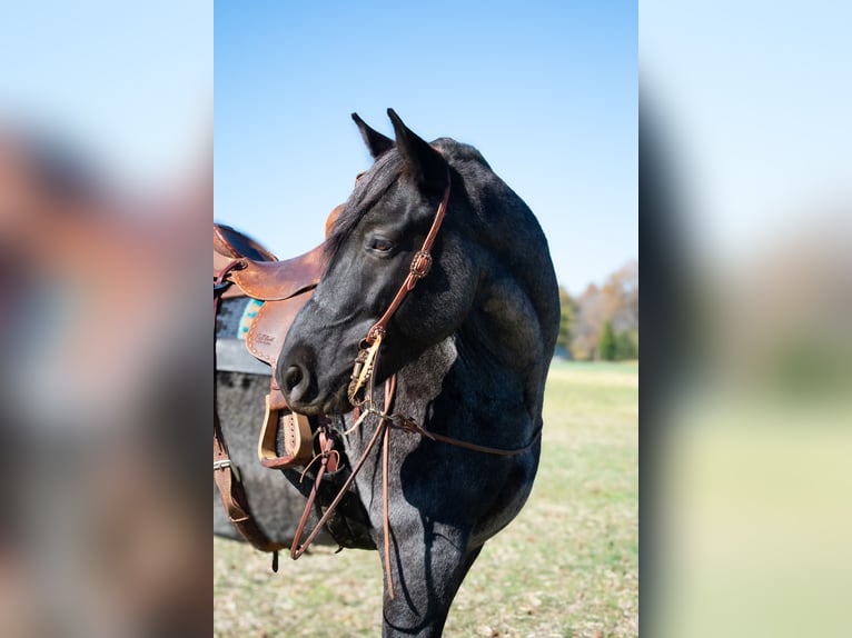 caballo de tiro Mestizo Caballo castrado 8 años 163 cm Ruano azulado in Henderson, KY