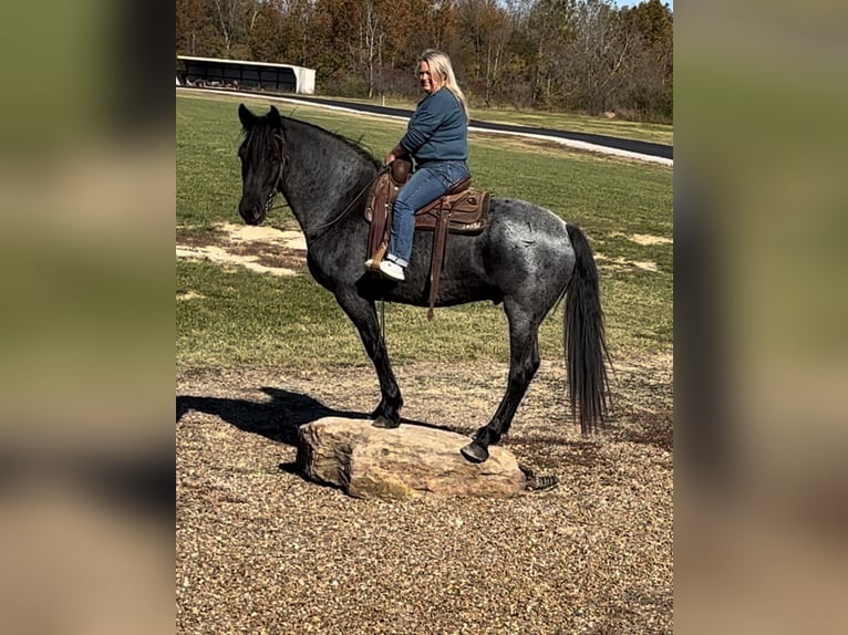 caballo de tiro Mestizo Caballo castrado 8 años 163 cm Ruano azulado in Henderson, KY