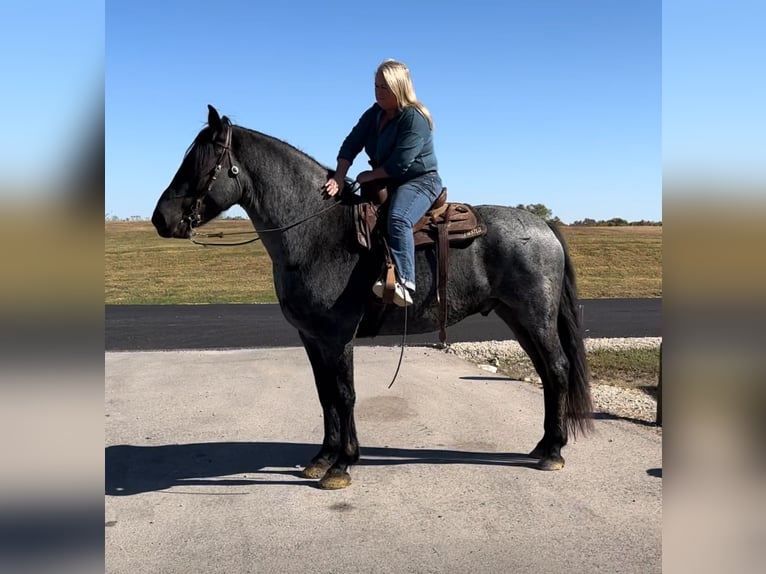 caballo de tiro Mestizo Caballo castrado 8 años 163 cm Ruano azulado in Henderson, KY