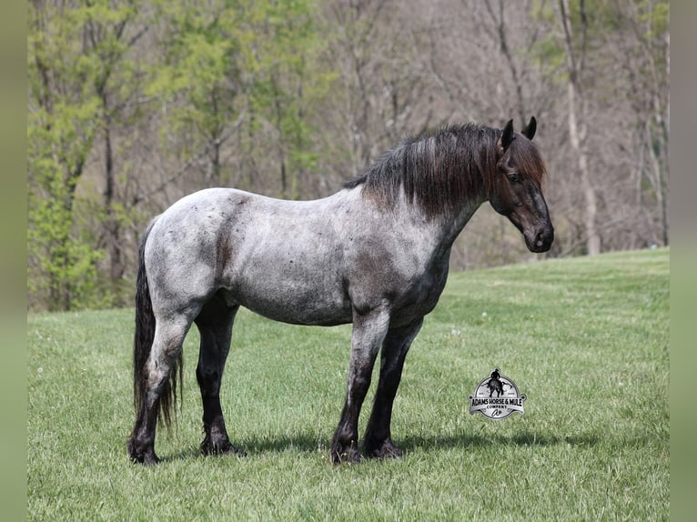 caballo de tiro Mestizo Caballo castrado 8 años 163 cm Ruano azulado in Mount Vernon