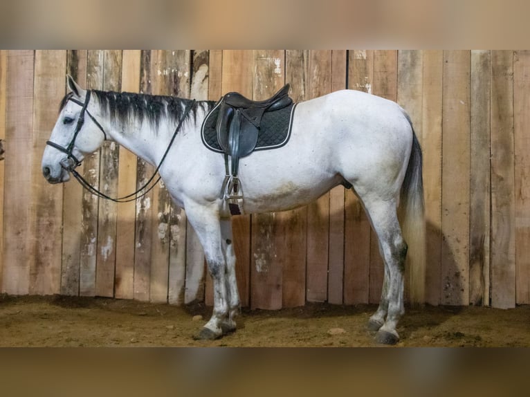 caballo de tiro Mestizo Caballo castrado 8 años 163 cm Tordo in Dundee, OH