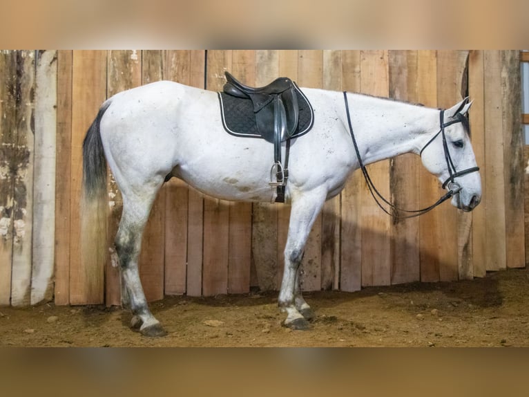 caballo de tiro Mestizo Caballo castrado 8 años 163 cm Tordo in Dundee, OH