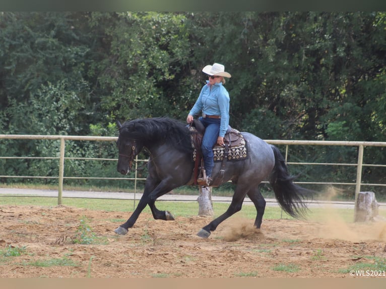 caballo de tiro Caballo castrado 8 años 165 cm Ruano azulado in Brookesville KY