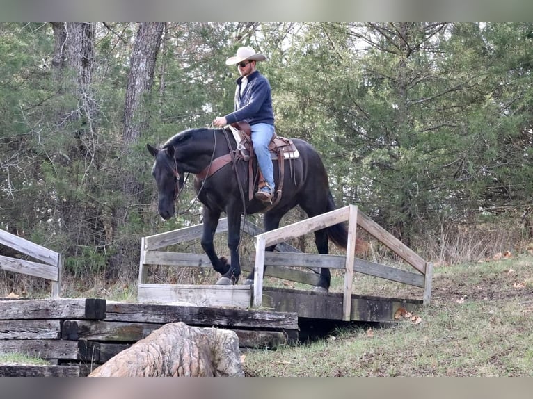 caballo de tiro Mestizo Caballo castrado 8 años 168 cm Negro in Mt Vernon, MO
