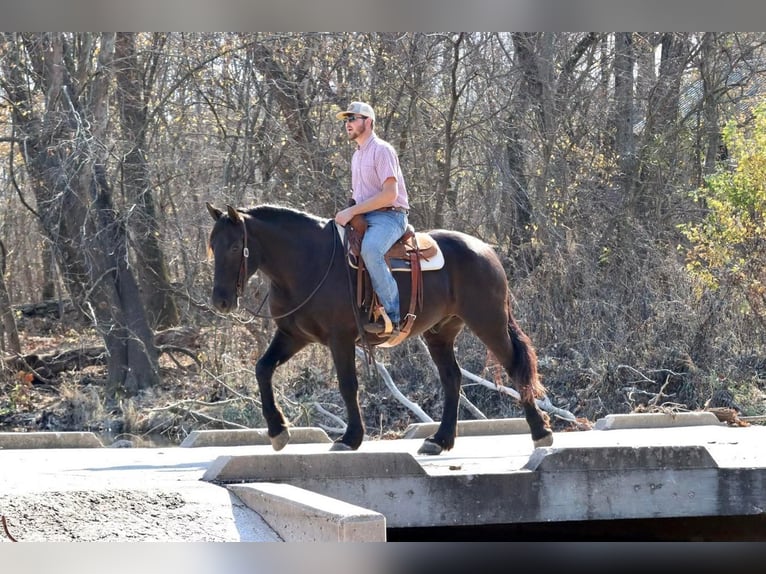 caballo de tiro Mestizo Caballo castrado 8 años 168 cm Negro in Mt Vernon, MO